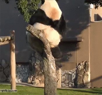 Clumsy panda falls off a tree