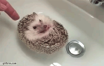 Baby hedgehog boat