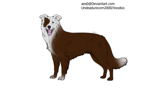 f2u border collie lines by aes0 brownwhitemultieye