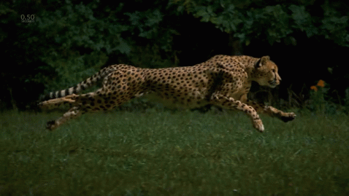 Cheetah in HD