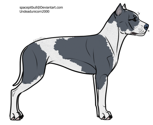 pittieadult3.6Bpng