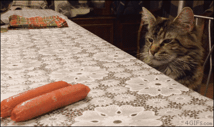 Cat looking for saucisse