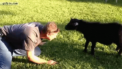 Goat headbutt fail