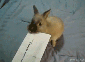 Bunny envelope opener