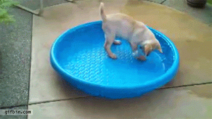 Labrador puppy tips paddling pool over himself