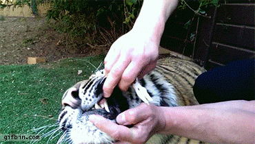 Removing a tigers bat tooth