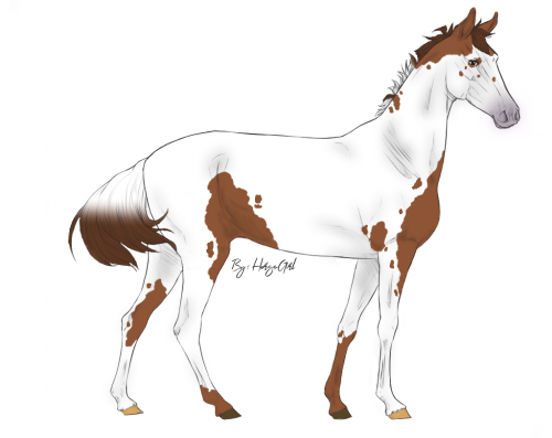 Unnamed Marwari HorseGirl