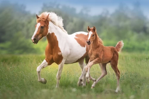 How Long Is A Horse Pregnant 