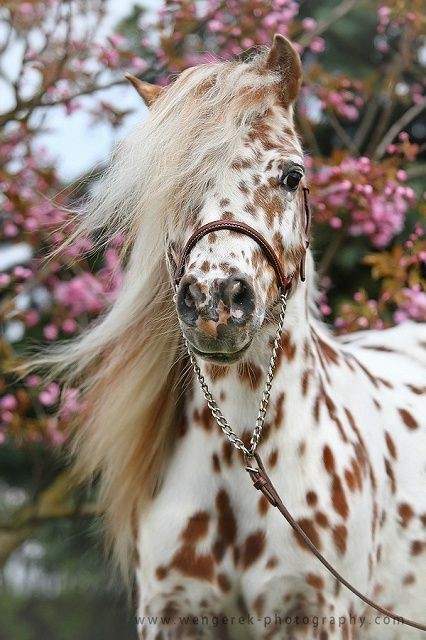rabiagilani this is a cute and beautiful horse 1534222369189