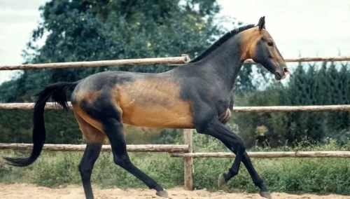 Akhal Teke horse 1