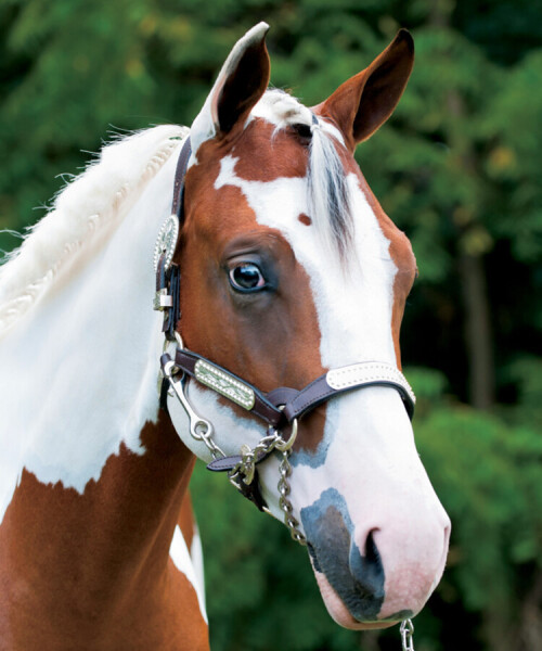 Stock photo head shot of a beautiful yearling paint horse, cleaned up for a horse show event.