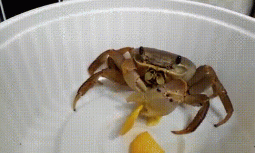 Crab eating chips