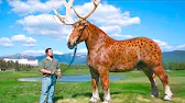 Realistic Deer Horse Hybrid